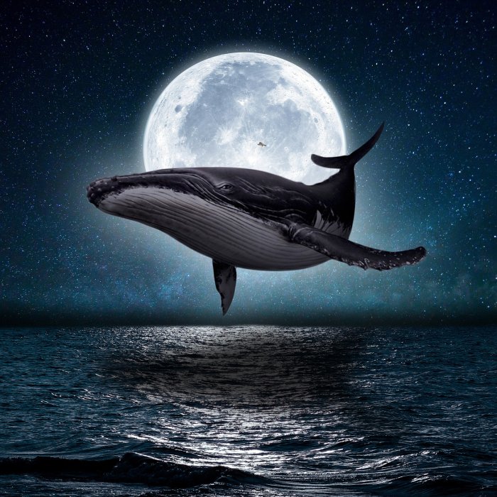 Kiderült a bálnák énekének titka